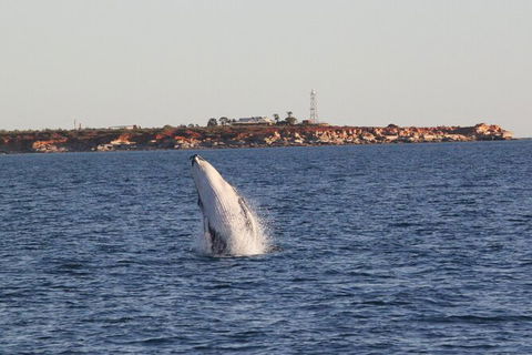 AOC Broome Whale Watching - Accommodation Gold Coast 2