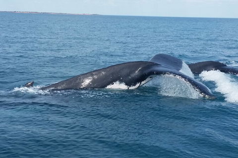 AOC Broome Whale Watching - Accommodation Gold Coast 1