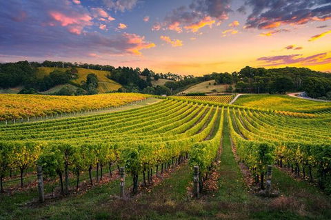Swan Valley Sunset Wine Tour - Premium Small Group Tour - Accommodation Gold Coast 0
