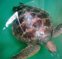Australian Seabird Rescue - Accommodation Gold Coast