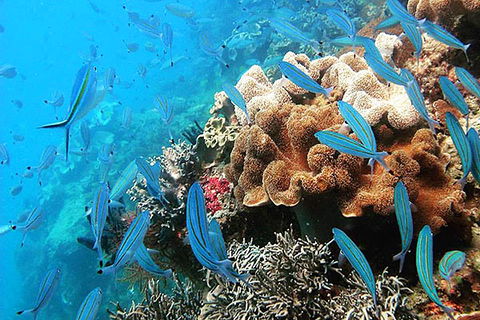 Ocean Free & Ocean Freedom - Cairns Premier Reef And Island Tours - Accommodation Gold Coast 5