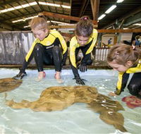 Australian Shark and Ray Centre - Accommodation Gold Coast