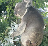 Whiteman Park - Accommodation Gold Coast