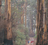 Beedelup National Park - Accommodation Gold Coast