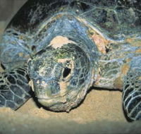 Turtle Nesting Season - Accommodation Gold Coast