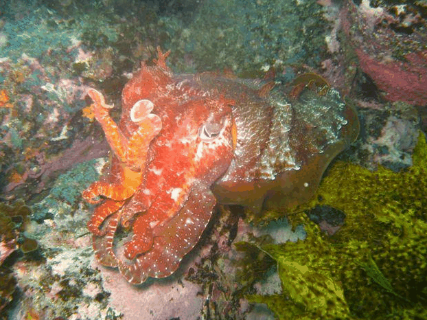 Jervis Bay Dive Charters - 1 Gold Coast 0