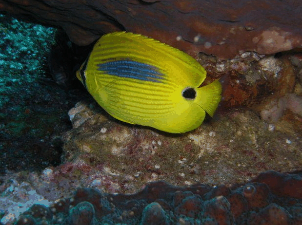 Jervis Bay Dive Charters - 1 Gold Coast 1