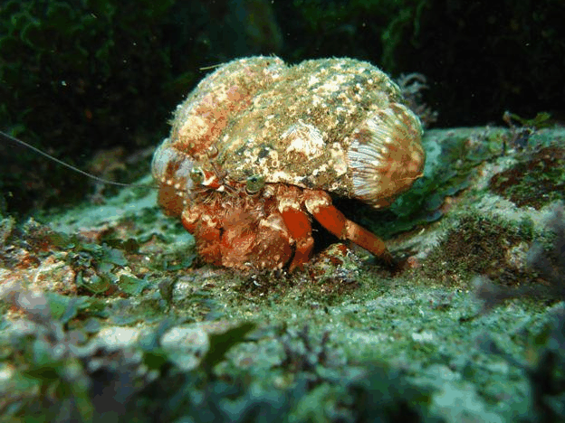 Jervis Bay Dive Charters - 1 Gold Coast 2