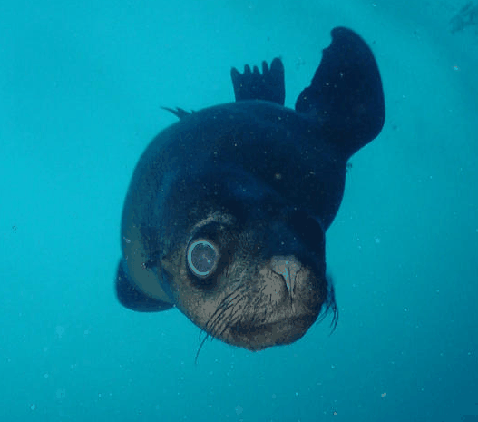 Jervis Bay Dive Charters - 1 Gold Coast 3