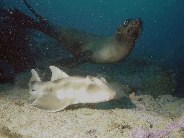 Jervis Bay Dive Charters - 1 Gold Coast 4