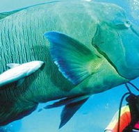 Aristocat Snorkel and Scuba Port Douglas - Accommodation Gold Coast