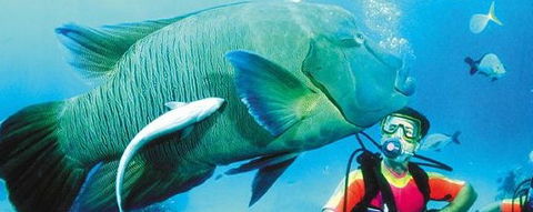 Aristocat Snorkel And Scuba Port Douglas - Accommodation Gold Coast 0