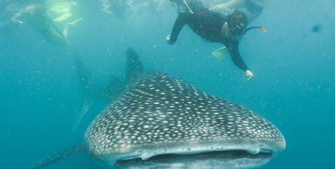 Aristocat Snorkel And Scuba Port Douglas - Accommodation Gold Coast 1