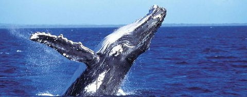 Aristocat Snorkel And Scuba Port Douglas - Accommodation Gold Coast 2