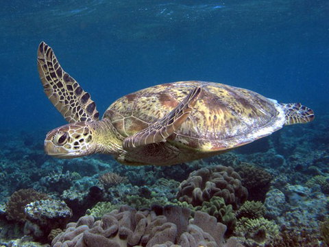 Calypso Reef Charters - 1 Gold Coast 1