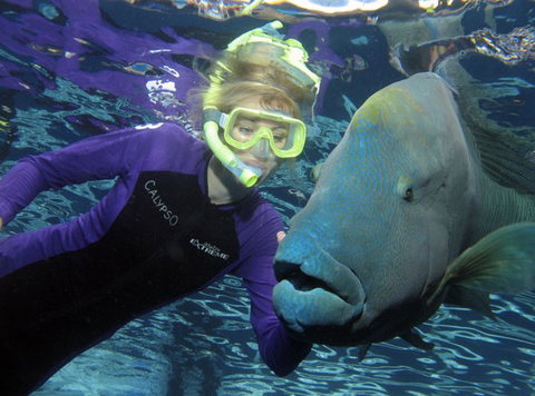 Calypso Reef Charters - 1 Gold Coast 4