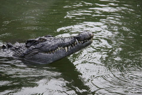 Daintree River Cruise Centre - Accommodation Gold Coast 1