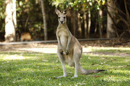Hartley's Crocodile Adventures - Accommodation Gold Coast 10