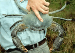 Whitsunday Crocodile Safari - Accommodation Gold Coast