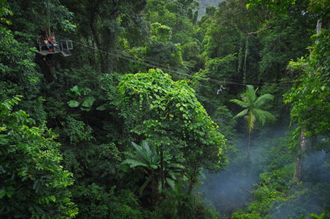 Jungle Surfing Canopy Tours And Jungle Adventures Nightwalks - Accommodation Gold Coast 3