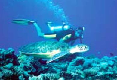 Poseidon Outer Reef Cruises - Accommodation Gold Coast 1
