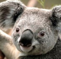Wildlife Habitat - Accommodation Gold Coast
