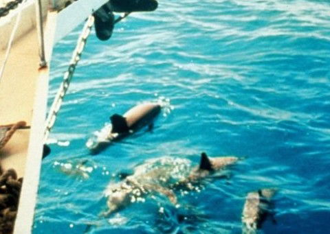 A Whitsunday Luxury Sailing Holiday - Accommodation Gold Coast 5