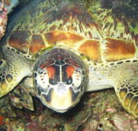 Adrenalin Snorkel and Dive - 1 Gold Coast