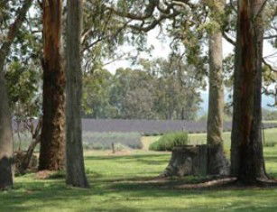 Aloomba Lavender - Accommodation Gold Coast 0