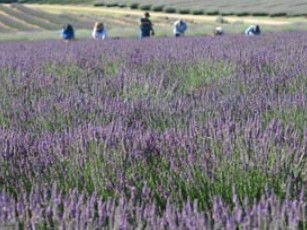 Aloomba Lavender - Accommodation Gold Coast 1