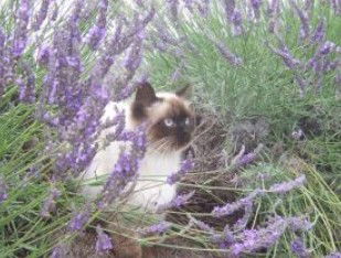 Aloomba Lavender - Accommodation Gold Coast 2