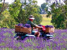 Aloomba Lavender - Accommodation Gold Coast 4