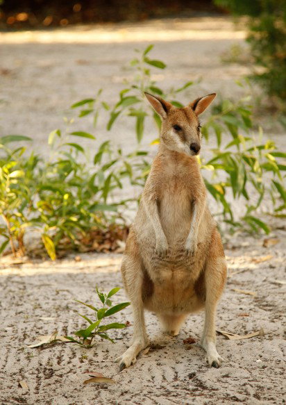 An Island Hideaway - Accommodation Gold Coast 4