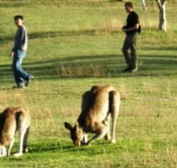 Araucaria Ecotours - Gold Coast 4U