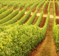 Wignalls Winery - Accommodation Gold Coast