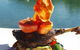 Shearwater Restaurant - thumb 2