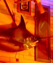 Joes Fish Shack - Accommodation Gold Coast 3