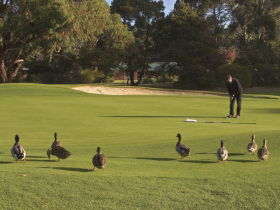 Royal Hobart Golf Club - Accommodation Gold Coast 0