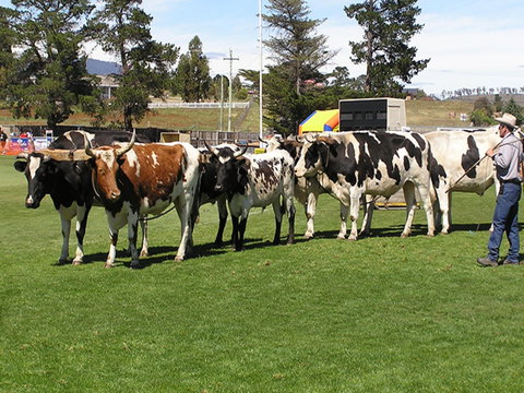 Brighton Show - Accommodation Gold Coast 0