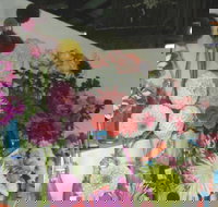 Dalgety Show - Accommodation Gold Coast