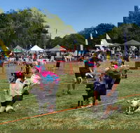 Dogs in the Park Orange - Accommodation Gold Coast