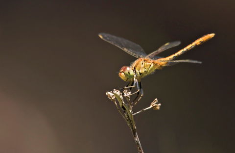 Dragonfly Discovery - Accommodation Gold Coast 0