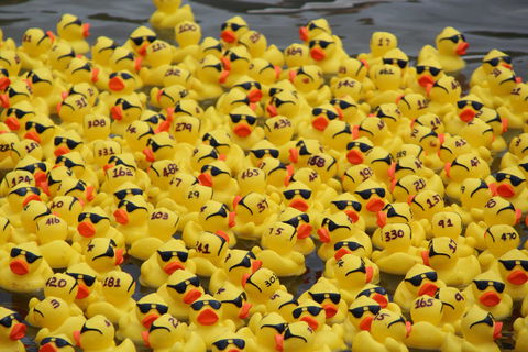 Gerringong Men’s Shed Annual Duck Derby - Accommodation Gold Coast 1