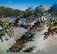 JetBlack Wild Wombat MTB Challenge - Accommodation Gold Coast