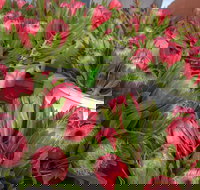 Junee Rotary Farmers Markets