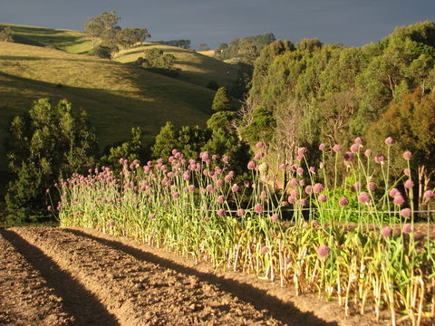 Meeniyan Garlic Festival - Accommodation Gold Coast 1