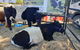 Murrumbateman Field Days - thumb 2