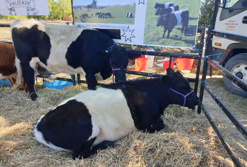 Murrumbateman Field Days - Accommodation Gold Coast 2