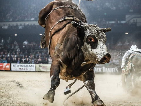 PBR Hawkesbury Stampede - Accommodation Gold Coast 1