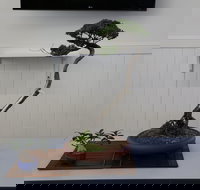 Wauchope Bonsai Workshop Group - Accommodation Gold Coast